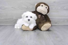 Maltese