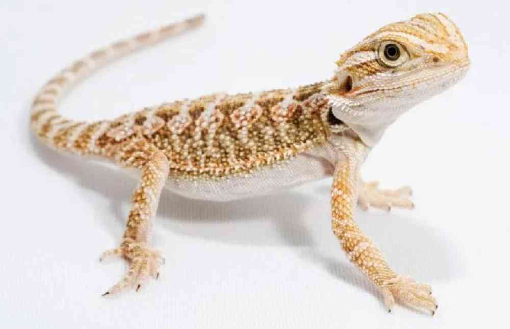 Unknown, Bearded Dragon, PV Pets