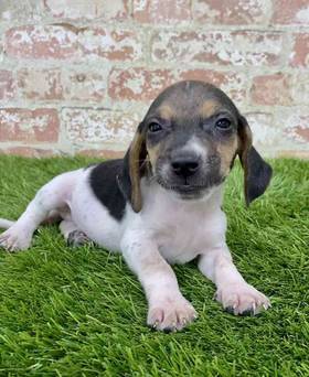 Beagle