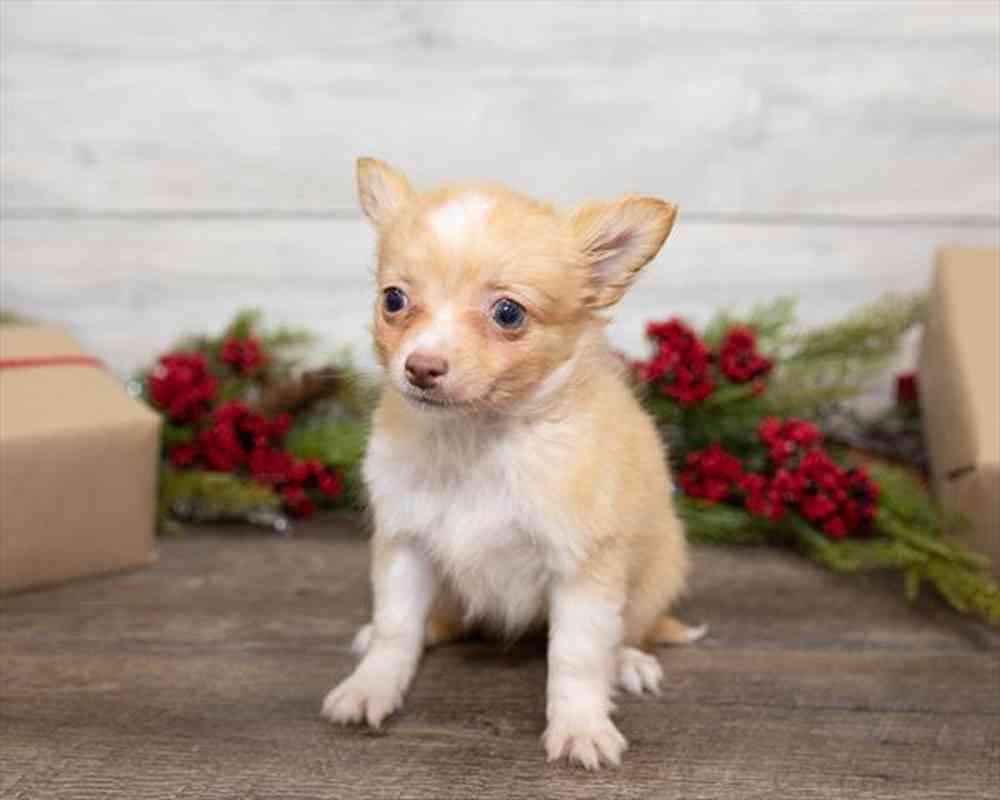 Male, Chihuahua, PV Pets