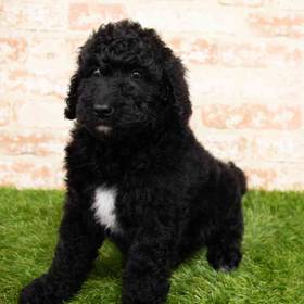 Goldendoodle