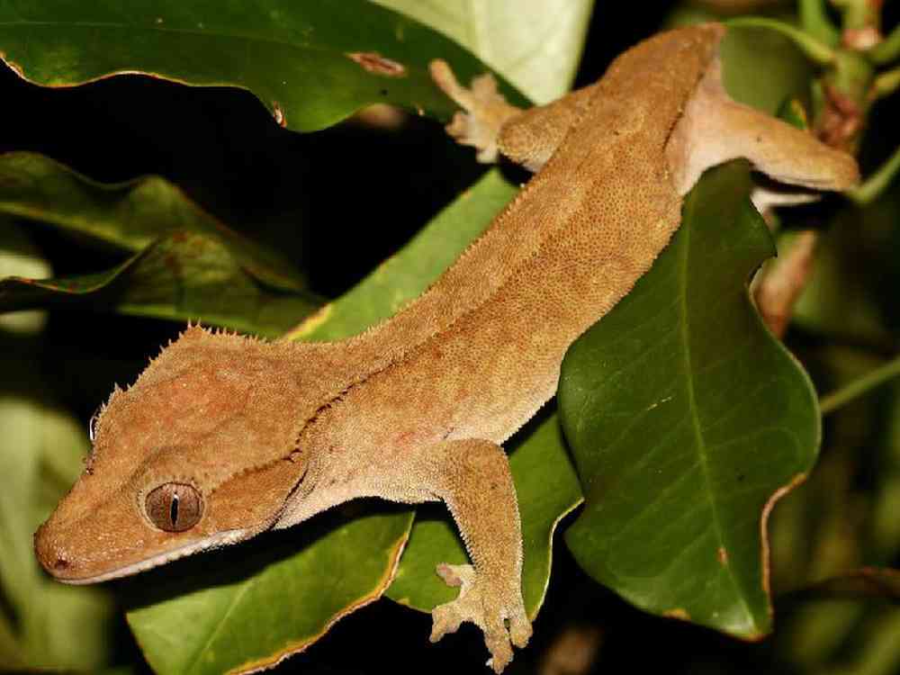 Unknown, Crested Gecko, PV Pets