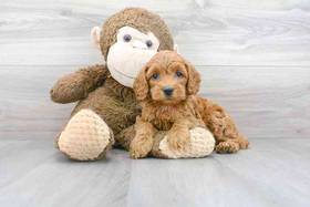 Cockapoo