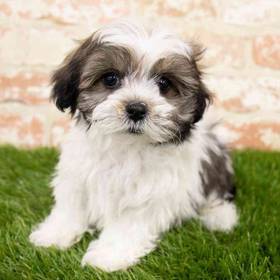 Shipoo