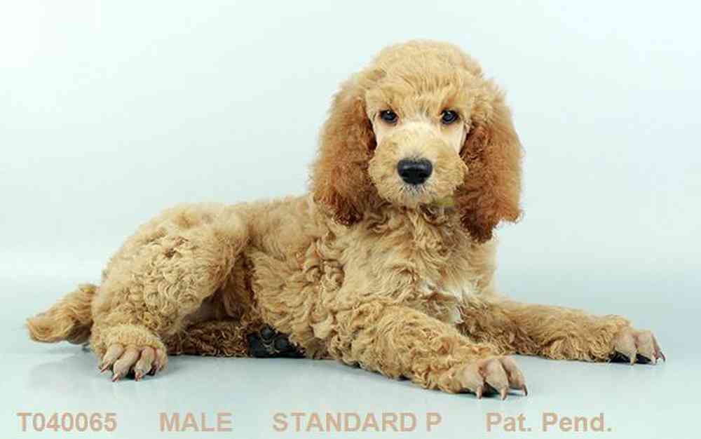 Male, Standard Poodle, PV Pets