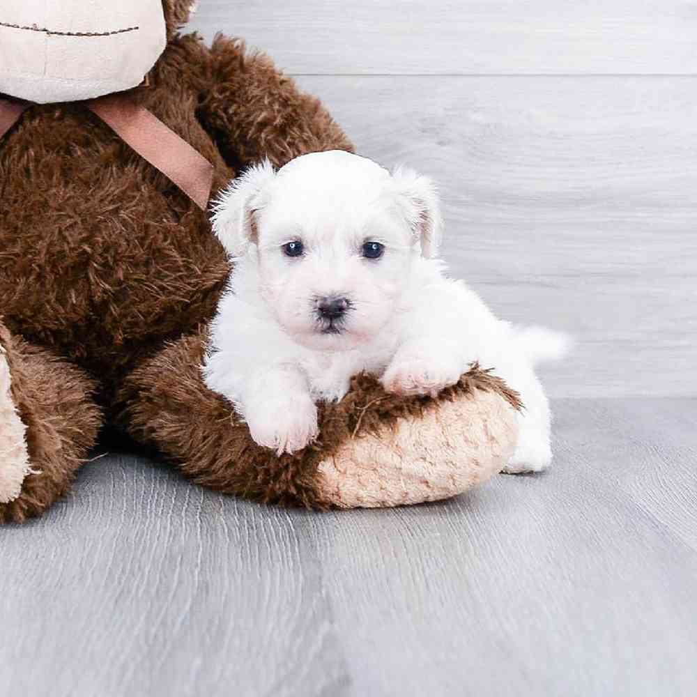 Male, Teddy Bear, PV Pets