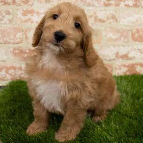 Mini Goldendoodle