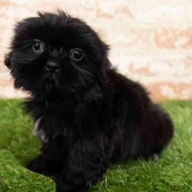 Shih Tzu