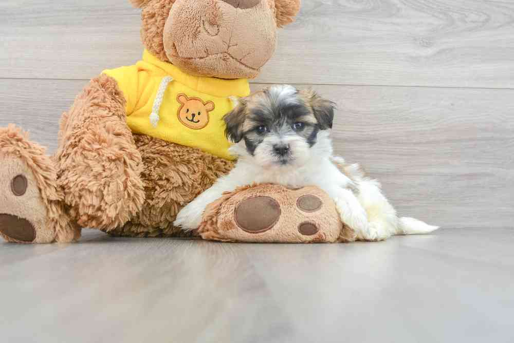 teddy-bear-beth-13297002525835740.jpg