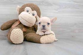 French Bulldog