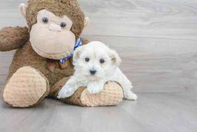 Maltipoo