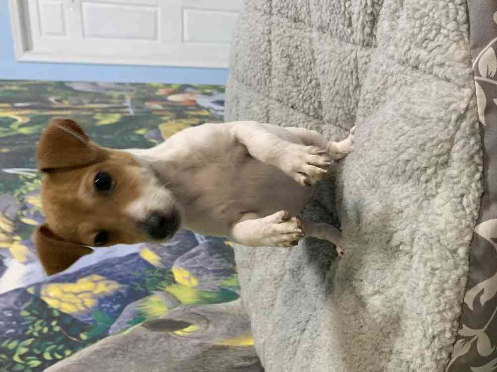 Female, Jack Russell Terrier, PV Pets