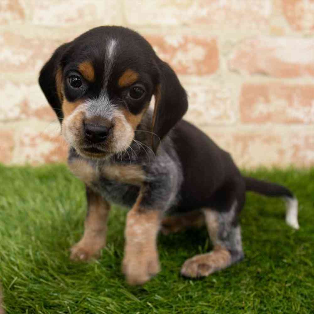 Female, Beagle, PV Pets