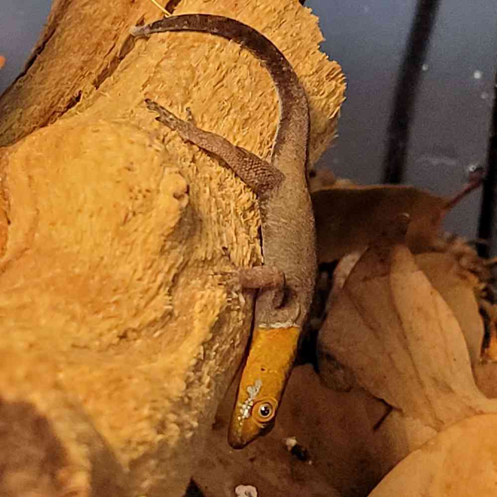 Yellow Head Dwarf Gecko