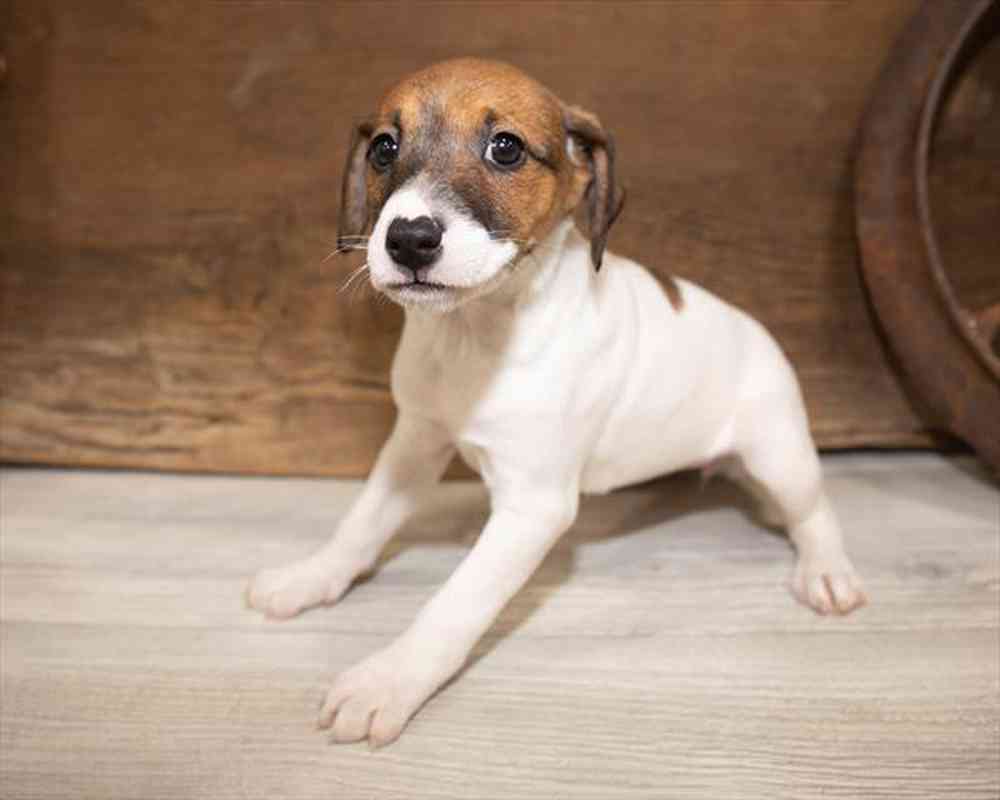 Female, Jack Russell Terrier, PV Pets