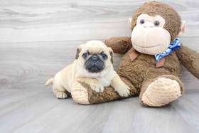 Pug