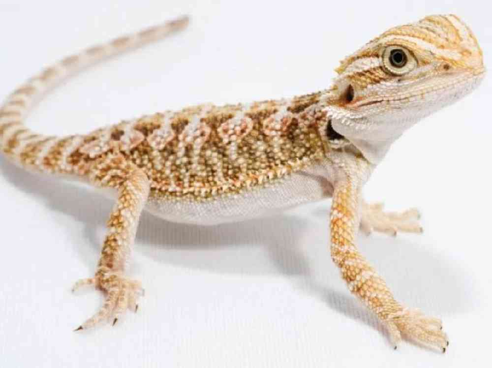 Unknown, Bearded Dragon, PV Pets
