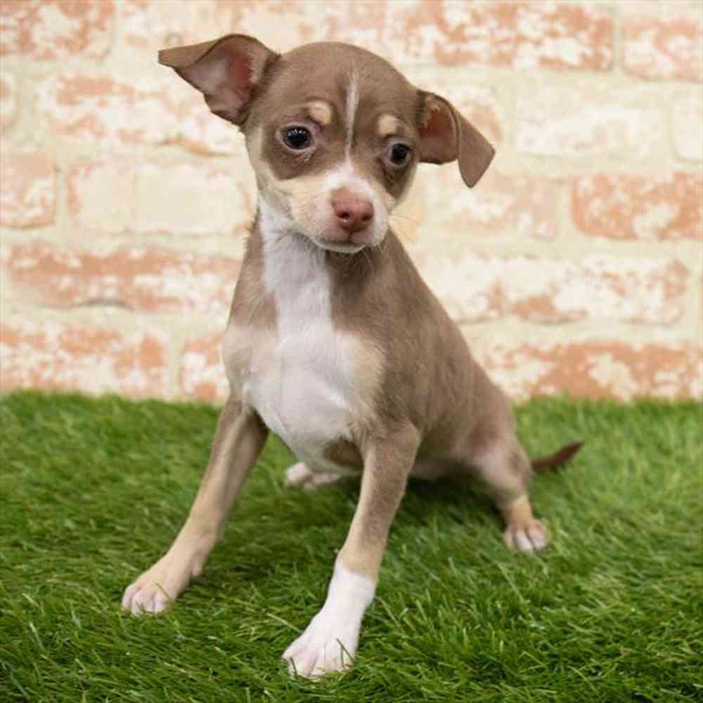 Female, Chihuahua, PV Pets