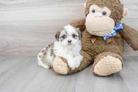 Teddy Bear