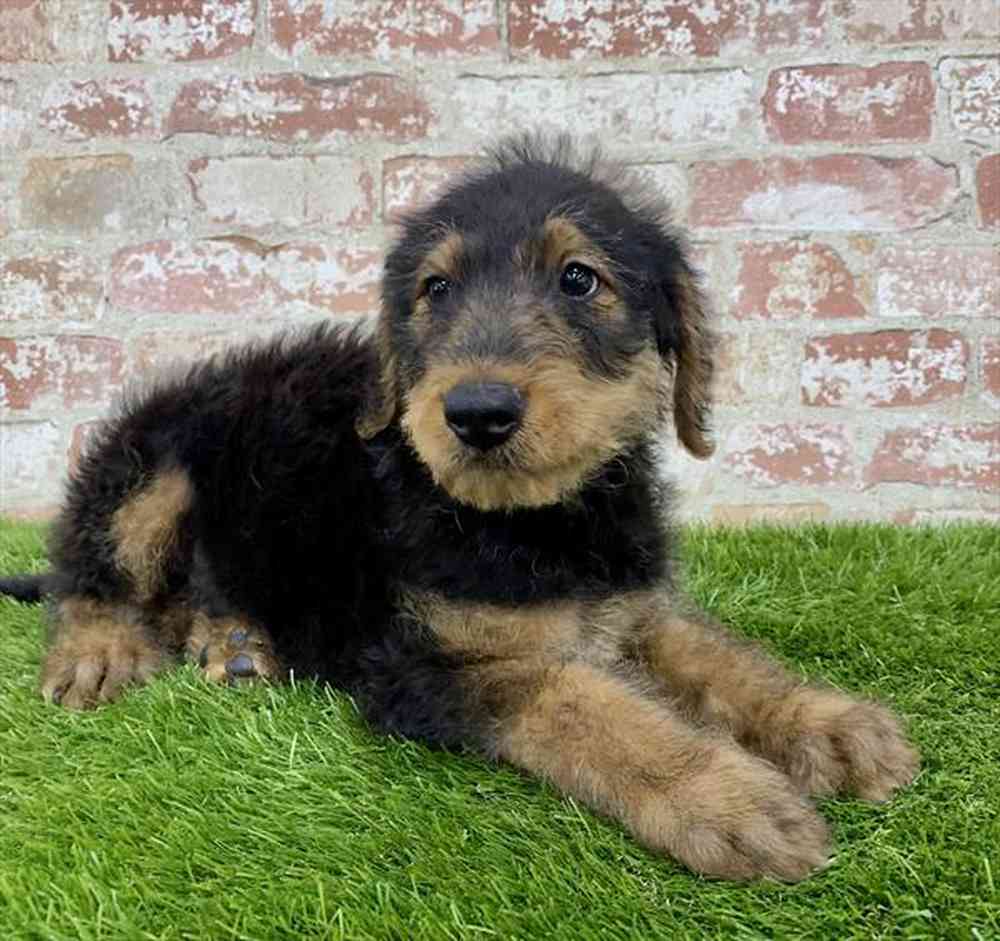 Male, Airedale Terrier, PV Pets