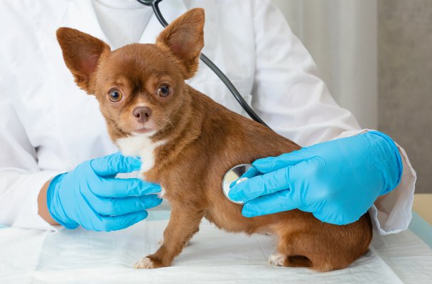 PV Pets Veterinarian Care